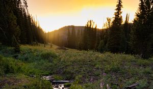 Preview wallpaper stream, grass, field, trees, sunset, nature