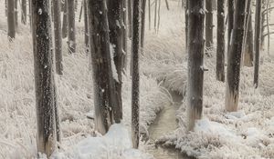 Preview wallpaper stream, hand, frost, trees