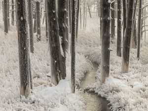 Preview wallpaper stream, hand, frost, trees