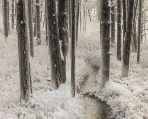 Preview wallpaper stream, hand, frost, trees