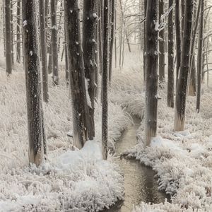 Preview wallpaper stream, hand, frost, trees