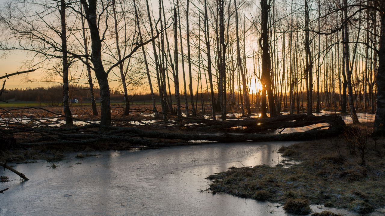 Wallpaper stream, ice, sunset, trees, nature
