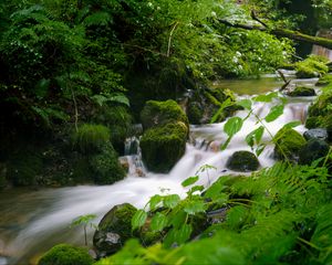 Preview wallpaper stream, landscape, stones, moss, plants