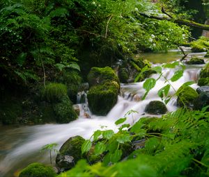 Preview wallpaper stream, landscape, stones, moss, plants