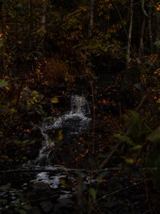 Preview wallpaper stream, leaves, branches, trees, forest, dark, autumn