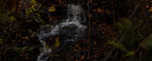 Preview wallpaper stream, leaves, branches, trees, forest, dark, autumn