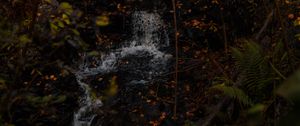 Preview wallpaper stream, leaves, branches, trees, forest, dark, autumn