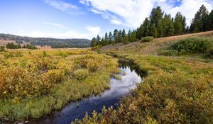 Preview wallpaper stream, meadow, trees, forest, landscape