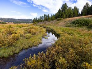 Preview wallpaper stream, meadow, trees, forest, landscape