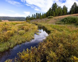 Preview wallpaper stream, meadow, trees, forest, landscape