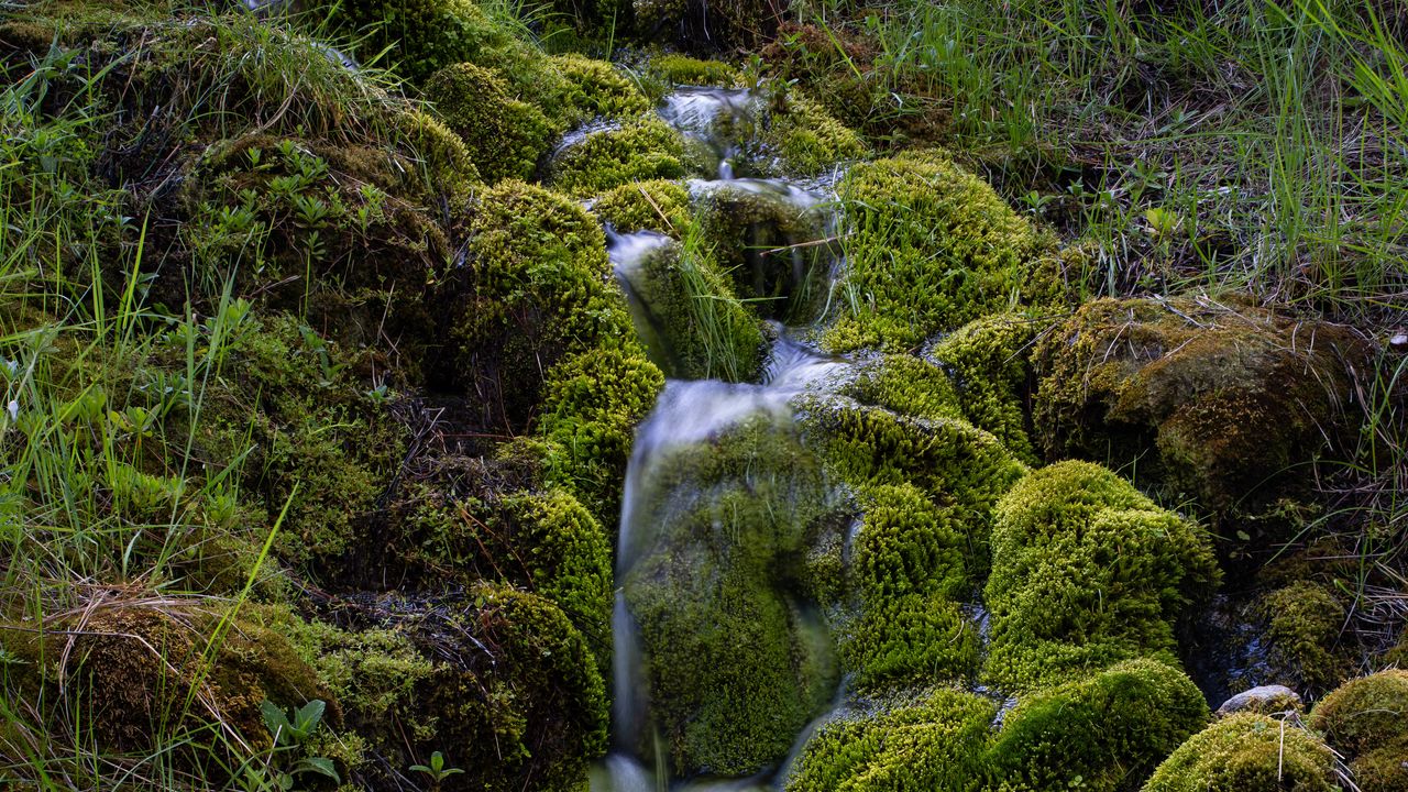 Wallpaper stream, moss, grass, nature