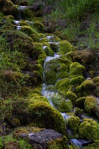 Preview wallpaper stream, moss, grass, nature