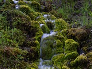 Preview wallpaper stream, moss, grass, nature