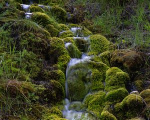 Preview wallpaper stream, moss, grass, nature