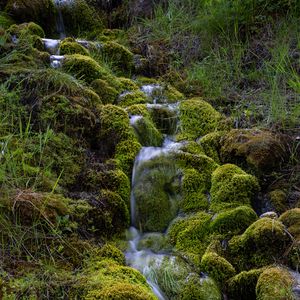 Preview wallpaper stream, moss, grass, nature