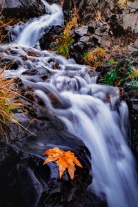 Preview wallpaper stream, river, leaf, grass, water