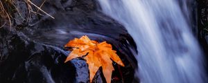 Preview wallpaper stream, river, leaf, grass, water