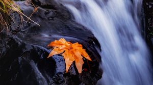 Preview wallpaper stream, river, leaf, grass, water