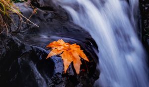 Preview wallpaper stream, river, leaf, grass, water