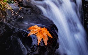 Preview wallpaper stream, river, leaf, grass, water