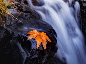 Preview wallpaper stream, river, leaf, grass, water