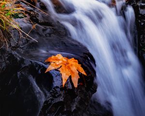 Preview wallpaper stream, river, leaf, grass, water