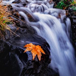 Preview wallpaper stream, river, leaf, grass, water