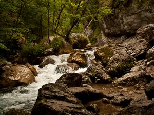 Preview wallpaper stream, river, stones, rocks, water, trees