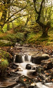 Preview wallpaper stream, river, trees, autumn, nature