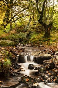 Preview wallpaper stream, river, trees, autumn, nature