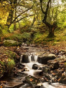 Preview wallpaper stream, river, trees, autumn, nature