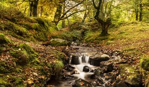 Preview wallpaper stream, river, trees, autumn, nature