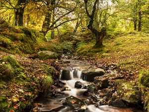 Preview wallpaper stream, river, trees, autumn, nature