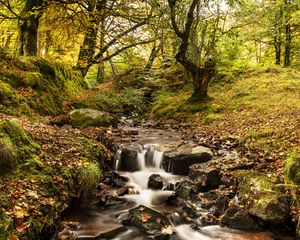 Preview wallpaper stream, river, trees, autumn, nature