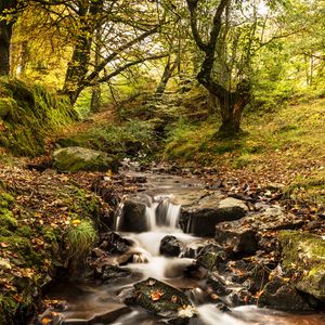 Preview wallpaper stream, river, trees, autumn, nature