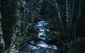 Preview wallpaper stream, river, trees, forest, nature