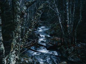 Preview wallpaper stream, river, trees, forest, nature