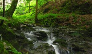 Preview wallpaper stream, river, wood, stones, murmur