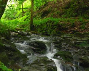 Preview wallpaper stream, river, wood, stones, murmur