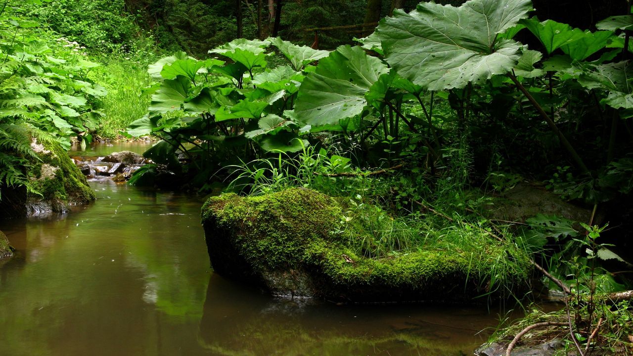 Wallpaper stream, river, wood, stones, murmur, burdocks, vegetation