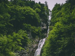 Preview wallpaper stream, rock, trees, forest, greens, stone