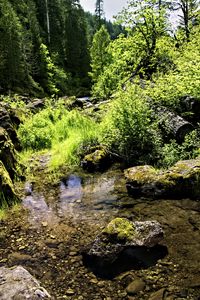 Preview wallpaper stream, rocks, landscape, forest, nature