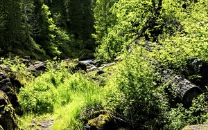 Preview wallpaper stream, rocks, landscape, forest, nature