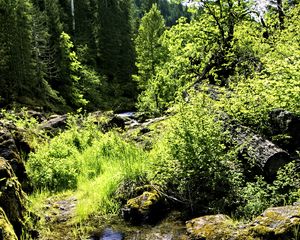 Preview wallpaper stream, rocks, landscape, forest, nature