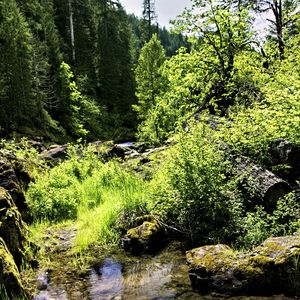 Preview wallpaper stream, rocks, landscape, forest, nature