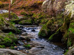 Preview wallpaper stream, stones, branches, leaves, autumn