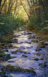 Preview wallpaper stream, stones, forest, trees, landscape, nature