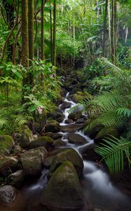 Preview wallpaper stream, stones, forest, plants, landscape