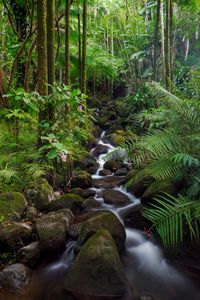 Preview wallpaper stream, stones, forest, plants, landscape