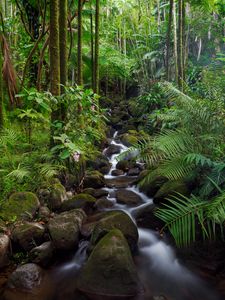 Preview wallpaper stream, stones, forest, plants, landscape